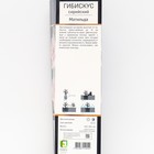 Гибискус сирийский Люкс "Матильда", 1 шт, туба, Весна 2025 - Фото 2