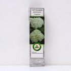 Гортензия древовидная "Стерилис", 1 шт, туба, Весна 2025 - Фото 1