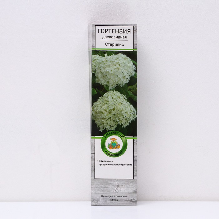 Гортензия древовидная "Стерилис", 1 шт, туба, Весна 2025 - Фото 1