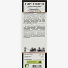 Гортензия древовидная Люкс «Кандибел Маршмеллоу», 1 шт., туба, Весна 2025 9581406