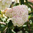 Гортензия метельчатая Патио Люкс "Коттон Крим", 1 шт, туба, Весна 2025 - Фото 3