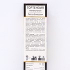 Гортензия метельчатая Патио Люкс Литтл Блоссом 1 шт.,туба, Весна 2026  (артикул 9581412)  большой выбор товаров оптом и в розницу по низким ценам с доставкой