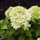 Гортензия метельчатая Патио Люкс "Литтл Пассион", 1 шт, туба, Весна 2025 9581413