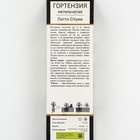 Гортензия метельчатая Патио Люкс "Литтл Спуки", 1 шт, туба, Весна 2025 9581414 - фото 4336703