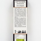 Гортензия метельчатая Патио Люкс "Литтл Фрайз", 1 шт, туба, Весна 2025 9581415