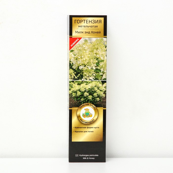 Гортензия метельчатая Патио Люкс "Милк энд Хоней", 1 шт, туба, Весна 2024 - Фото 1