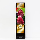 Гортензия метельчатая Патио Люкс "Пинки Промис", 1 шт, туба, Весна 2026 9581419