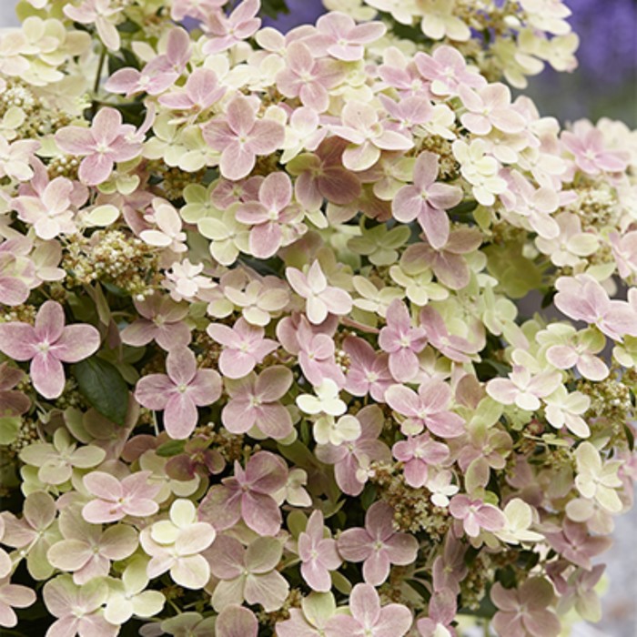Гортензия метельчатая Полестар Hydrangea paniculata `Polestar`