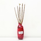 Гортензия метельчатая Патио Люкс "Шуга Раш", 1 шт, туба, Весна 2025 9581424