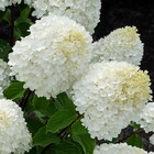 Гортензия метельчатая Патио Люкс "Шуга Раш", 1 шт, туба, Весна 2025 9581424