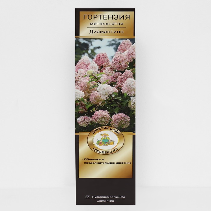 Гортензия метельчатая Люкс «Диамантино», саженец декоративный, цветущий, 1 шт., туба - Фото 1