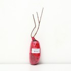 Гортензия метельчатая Люкс "Кэндллайт", 1 шт, туба, Весна 2026 9581435