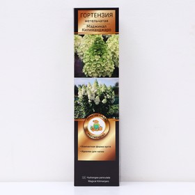 {{photo.Alt || photo.Description || 'Гортензия метельчатая Люкс "Мэджикал Килиманджаро", 1 шт, туба, Весна 2026'}}