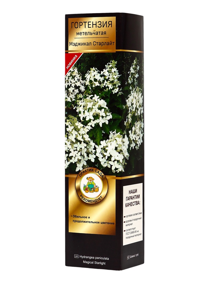 Гортензия метельчатая Люкс «Мэджикал Старлайт», саженец декоративный, цветущий, 1 шт., туба - Фото 1