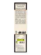 Гортензия метельчатая Люкс «Мэджикал Старлайт», саженец декоративный, цветущий, 1 шт., туба - Фото 3