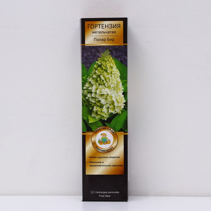 Гортензия метельчатая Люкс Полар Бир 1 шт., туба, Весна 2026