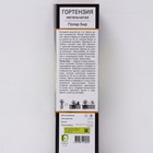 Гортензия метельчатая Люкс Полар Бир 1 шт., туба, Весна 2026  (артикул 9581443)  большой выбор товаров оптом и в розницу по низким ценам с доставкой