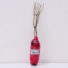 Гортензия метельчатая Люкс Полар Бир 1 шт., туба, Весна 2026  (артикул 9581443)  большой выбор товаров оптом и в розницу по низким ценам с доставкой