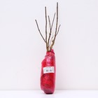 Гортензия метельчатая Люкс "Саммэ Лав", 1 шт, туба, Весна 2025 9581446