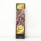 Гортензия метельчатая Люкс «Сандей Фрайз », саженец декоративный, цветущий, 1 шт., туба - Фото 1