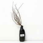 Ива пурпурная Нана 1 шт., туба, Весна 2026 - Фото 2