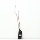 Ива Свердловская извилистая 1 шт., туба, Весна 2026 - Фото 2