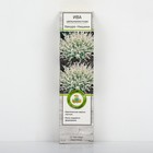 Ива цельнолистная Хакуро-Нишики 1 шт., туба, Весна 2026 - Фото 1