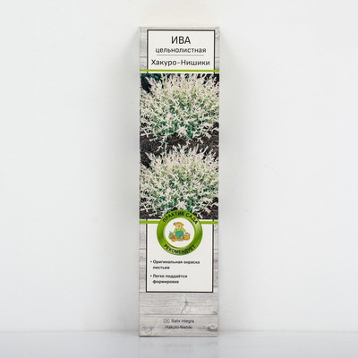 Ива цельнолистная Хакуро-Нишики 1 шт., туба, Весна 2026