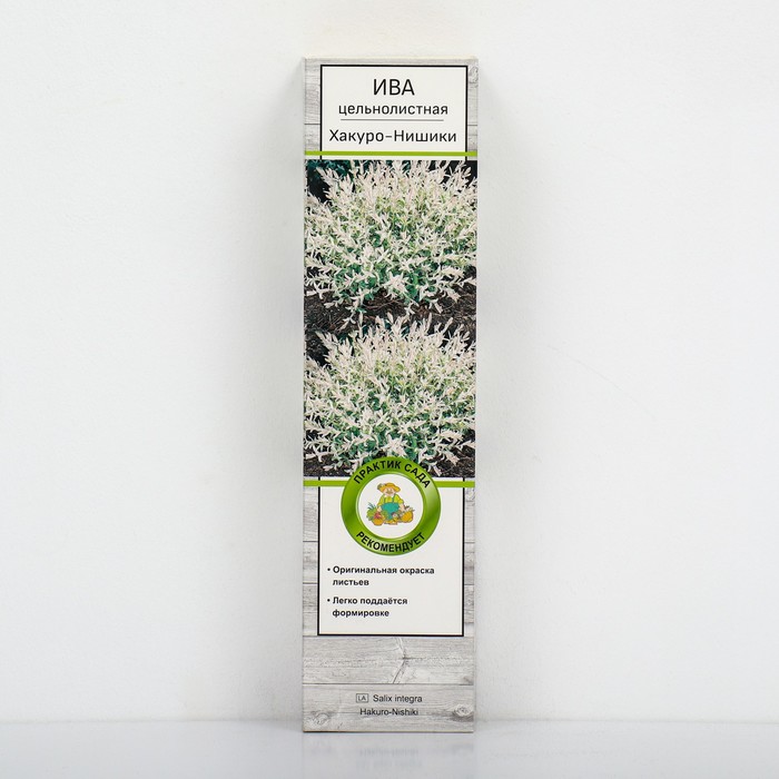 Ива цельнолистная Хакуро-Нишики 1 шт., туба, Весна 2026 - Фото 1