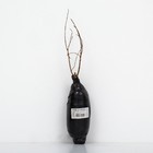 Ива цельнолистная Хакуро-Нишики 1 шт., туба, Весна 2026 - Фото 3