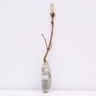 Калина обыкновенная 1 шт., туба, Весна 2026 - Фото 3