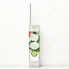 Калина обыкновенная Розеум 1 шт., туба, Весна 2026 - Фото 1