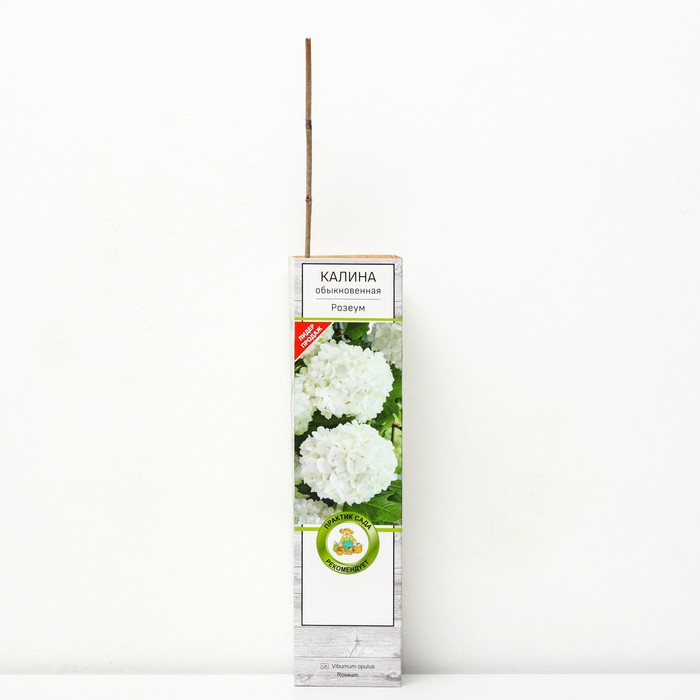 Калина обыкновенная Розеум 1 шт., туба, Весна 2026 - Фото 1