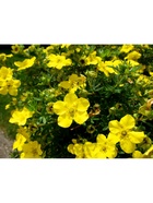 Лапчатка кустарниковая (Серия Северный сад) "Голдстар", 1 шт, туба, Весна 2026 9581492