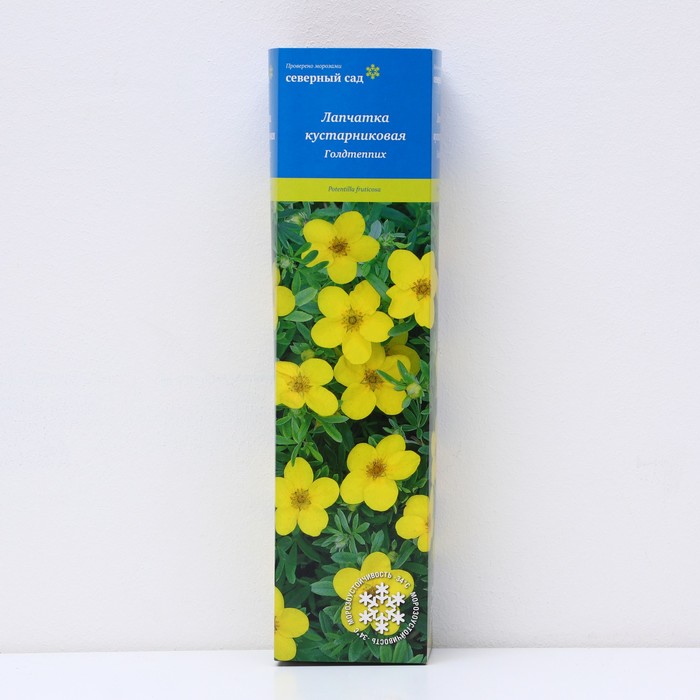 Лапчатка кустарниковая (Серия Северный сад) "Голдтеппих", 1 шт, туба, Весна 2025 - Фото 1