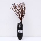 Лапчатка кустарниковая (Серия Северный сад) "Голдтеппих", 1 шт, туба, Весна 2025 - Фото 3