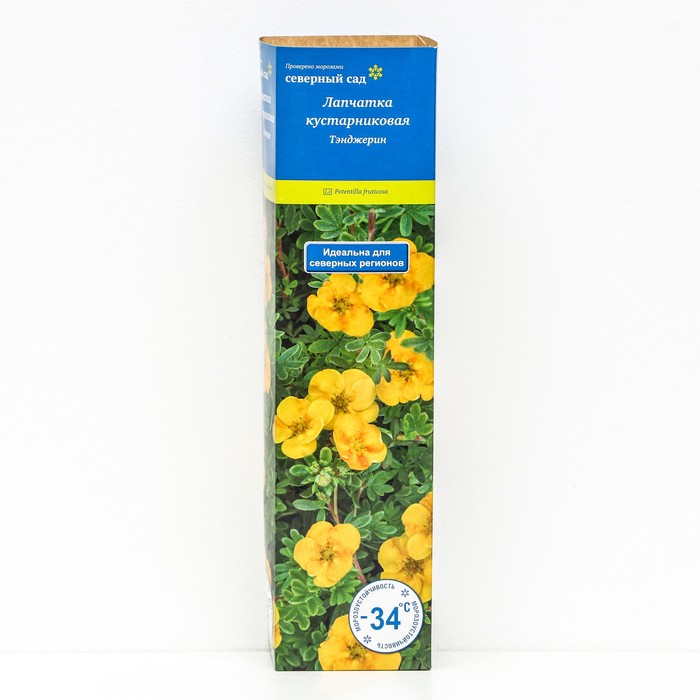 Лапчатка кустарниковая (Серия Северный сад) "Тэнджерин ", 1 шт, туба, Весна 2024 - Фото 1