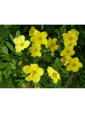 Лапчатка кустарниковая (Серия Северный сад) "Элизабет", 1 шт, туба, Весна 2025 9581498