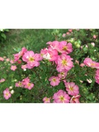 Лапчатка кустарниковая Люкс "Гламур Гёл", 1 шт, туба, Весна 2025 9581502 - фото 8293143