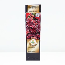 Пузыреплодник калинолистный, H-50 