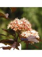 Пузыреплодник калинолистный Патио Люкс "Расберри Лимонад", 1 шт, туба, Весна 2026 9581511