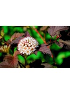 Пузыреплодник калинолистный Патио Люкс "Расберри Лимонад", 1 шт, туба, Весна 2026 9581511