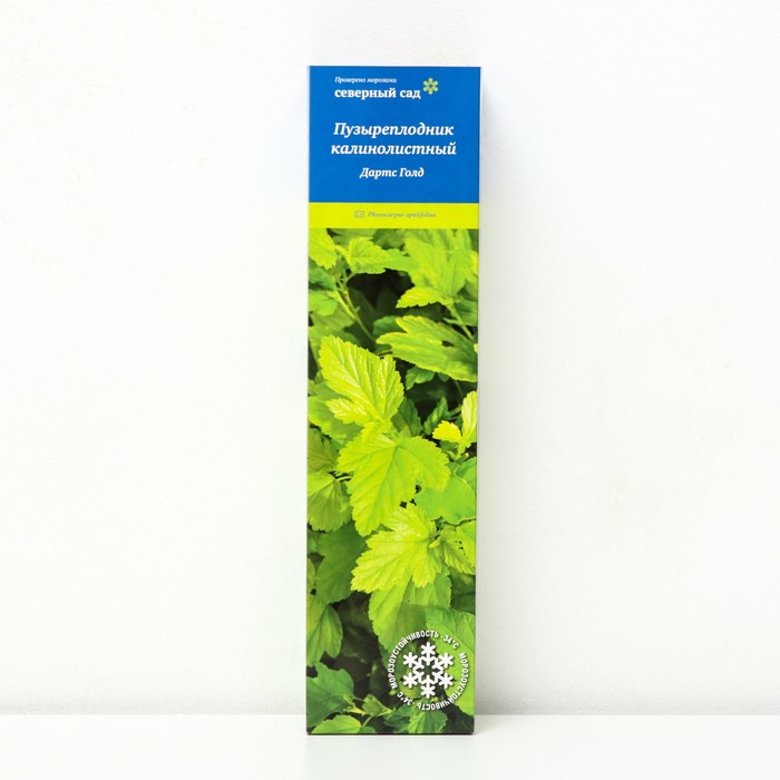 Пузыреплодник калинолистный (Серия Северный сад) "Дартс Голд", 1 шт, туба, Весна 2025 - Фото 1