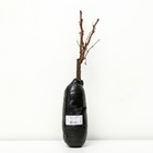 Пузыреплодник калинолистный (Серия Северный сад) "Дартс Голд", 1 шт, туба, Весна 2025 - Фото 2