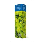 Пузыреплодник калинолистный (Серия Северный сад) "Дартс Голд", 1 шт, туба, Весна 2025 - Фото 3