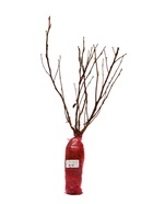 Пузыреплодник калинолистный Люкс Энис Голд 1 шт., туба, Весна 2026 - Фото 4