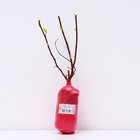 Пузыреплодник калинолистный Люкс "Энис Голд", 1 шт, туба, Весна 2025 - Фото 3