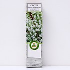 Сакура (Вишня декоративная) "Альба Плена", 1 шт, туба, Весна 2025 - Фото 1