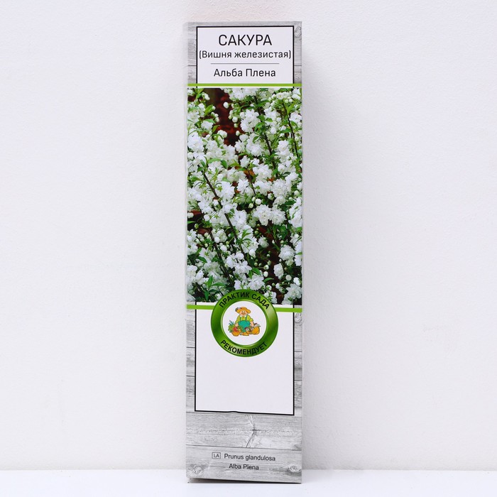 Сакура (Вишня декоративная) "Альба Плена", 1 шт, туба, Весна 2025 - Фото 1
