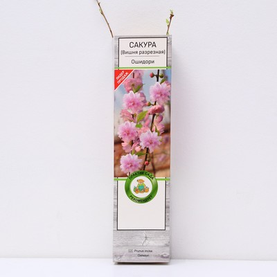 Сакура (Вишня декоративная) "Ошидори", 1 шт, туба, Весна 2025